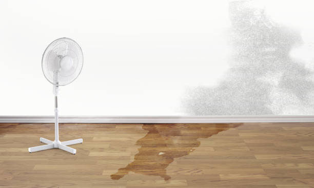 Best Flood restoration services  in Pueblo, CO